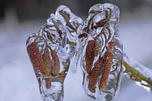 Branch with a layer of ice