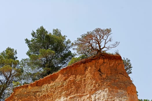 Tree on ochre rock,Provence