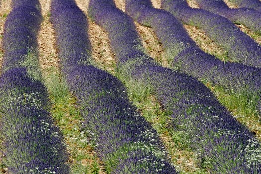 Lavender flower fields,Croagnes,Provence