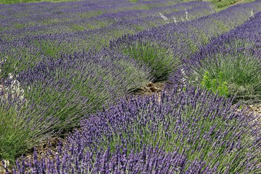 Rustrel,lavender field,Provence