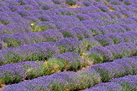 Lavender field near Sault,Provence