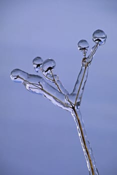 Umbelliferous plants with a layer of ice