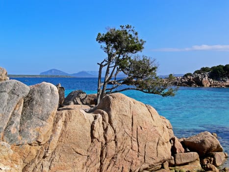 Costa Smeralda,tree on rock,Sardinia