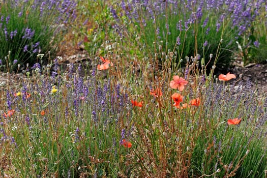 Poppy and lavender in the light,Provence