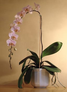 Orchid