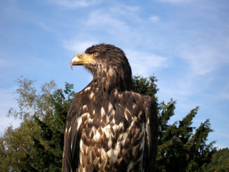 BALD EAGLE