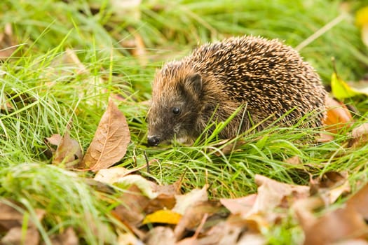 Hedgehog