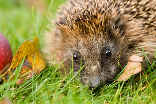 Hedgehog