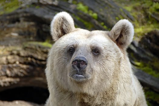 Although the brown bears are among the predators according to the systematics,they are actually typical omnivores. Similar to us humans,bears also have a wide range of food. From grasses and fruits to nuts and carrion,they disdain k
