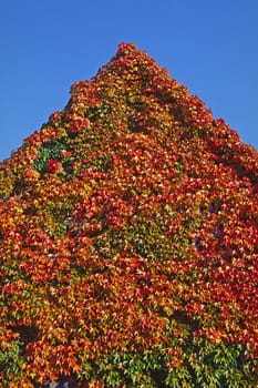 House with wild vine in autumn