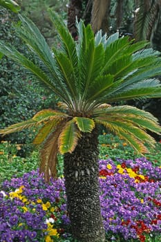 Palm tree in the park of Sanremo,Liguria