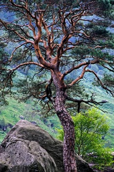 Old pine trees at Glen Nevis,Scotland