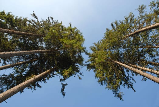 Treetop