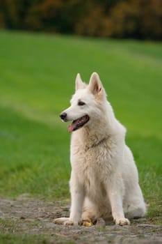 White Shepherd Dog in the seat