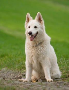 White Shepherd Dog in the seat