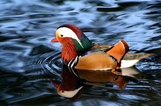 Colorful bird