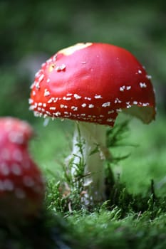 Fly agaric