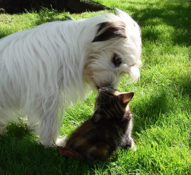 Animal friendship