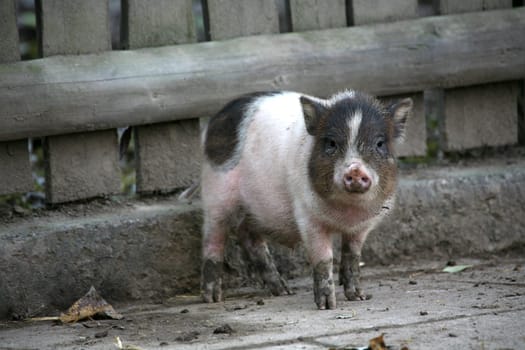 Pot-bellied pigs