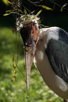 Bird Personality