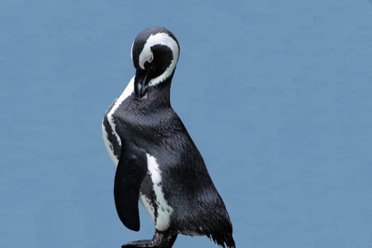 Penguin