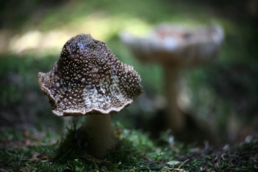 Mushroom season in the coniferous forest