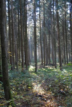 Autumn forest