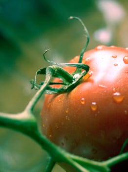 Tomato
