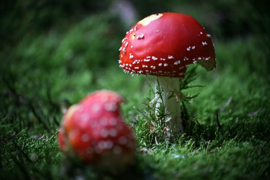 Fly agaric