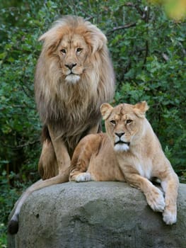 Pair of lions