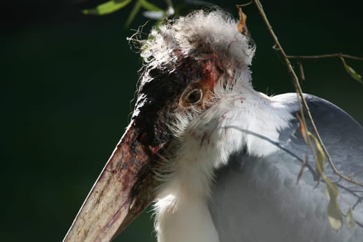 Bird Personality