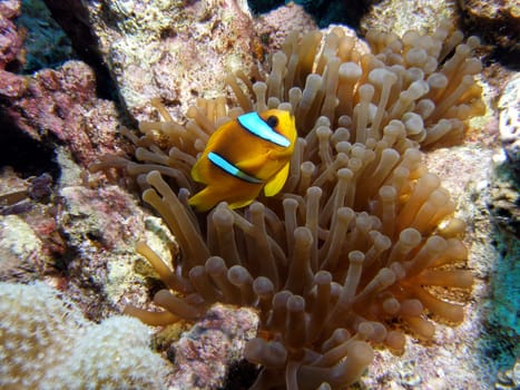 Red Sea - Anemonefish