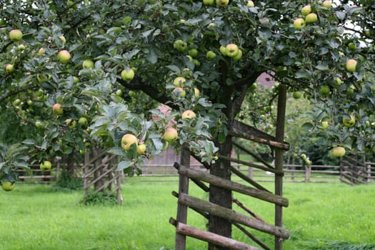 Orchard meadow