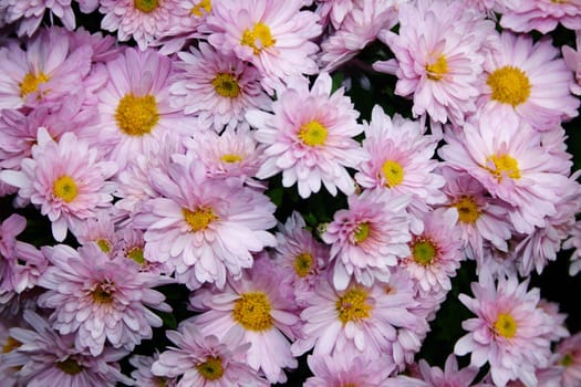 Sea of flowers - violet