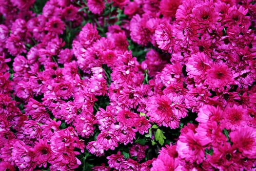 Sea of flowers - pink