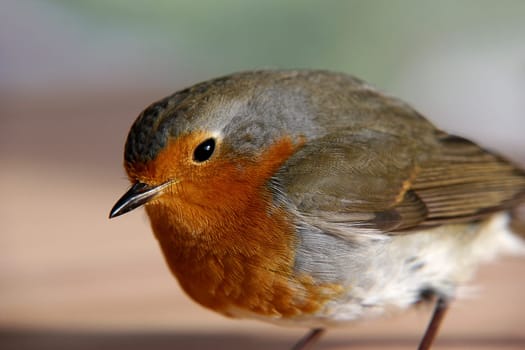Robin