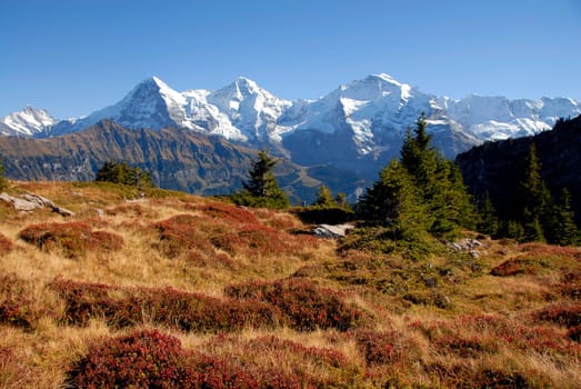 From the Lobhornhütte you probably have the most beautiful view of the Eiger,Mönch and Jungfrau. By popular demand,I would like to mention the alpine rose perennials in the foreground. Among the typical species of the alpine flora are,above all,alpine rose,gentian,al