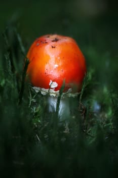 Amanita muscaria
