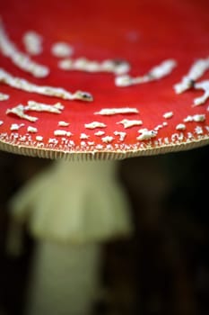 Amanita muscaria