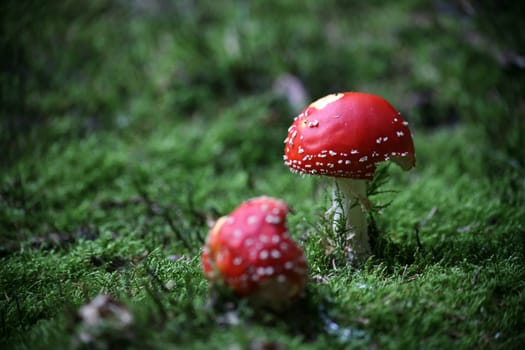 Fly agaric