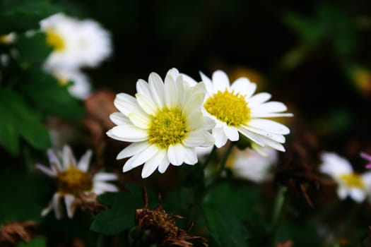 Marguerite
