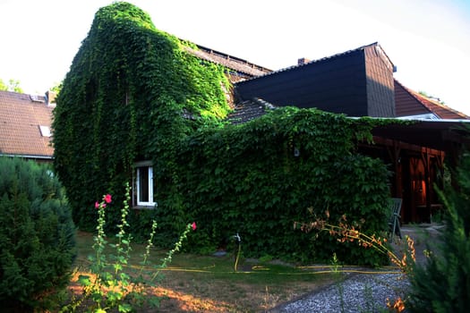 Ivy