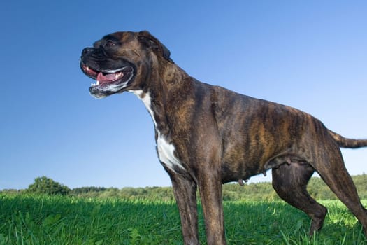 Boxer in a standing position