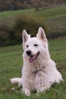 white shepherd dog in place diagonally