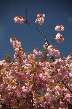 Spring is coming soon!