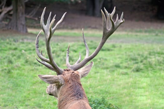 Red deer