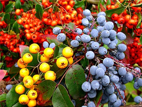 Birdseed: Autumn has a colourful mix on offer