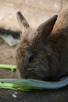 Rabbit