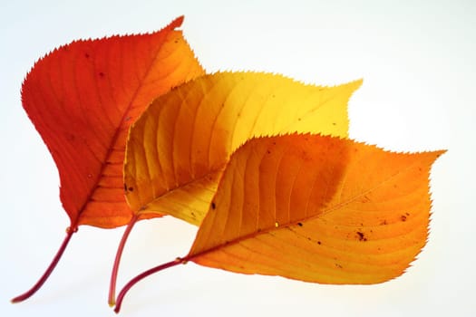 Colors of autumn