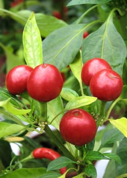Hot peppers new breed